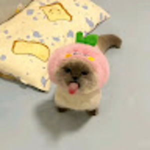 Meet your Posher, Harrison